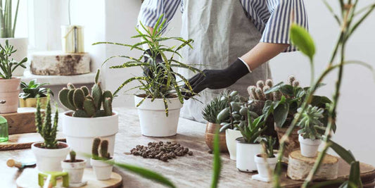 How to Start an Indoor Garden: A Guide for Beginners