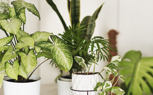 Indoor Gardening: Facts And Questions